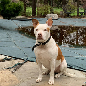 Demetrios Econopouly